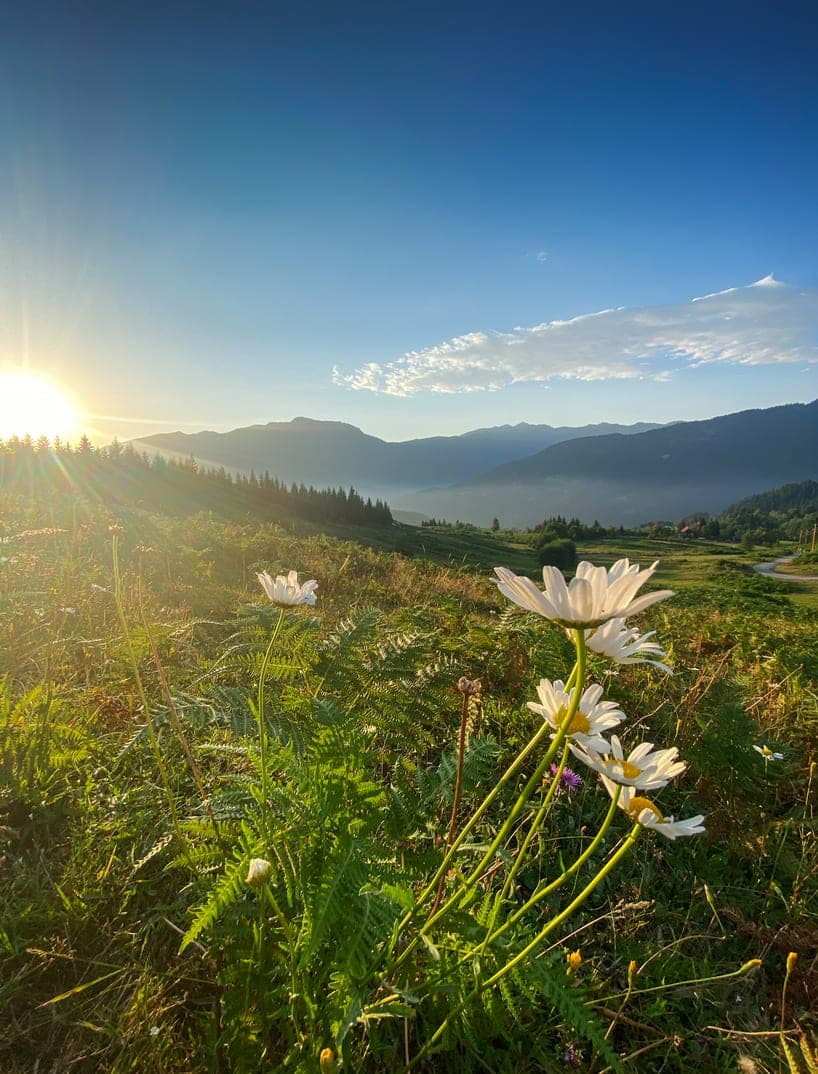 Sunrise over a mountain meadow with wildflowers in the foreground